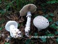 Amanita echinocephala-amf212-1